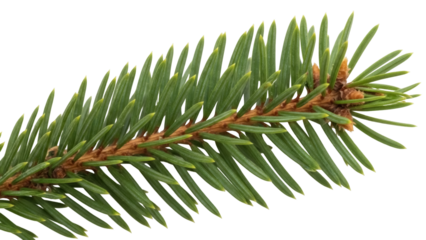 Isolated pine branch for evergreen festive decoration, natural fir sprig, seasonal foliage