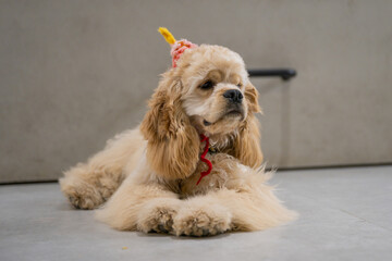 Adorable Cocker Spaniel, Indoor Photography