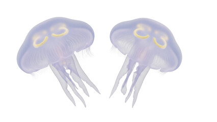 Isolated Two Jellyfish Underwater, Marine Life, Aquatic Wildlife, Sea Creature Floating