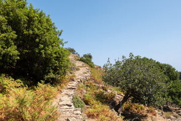 A narrow mountain hiking trail surrounded by dense vegetation on Ikaria island, Greece, leading through a natural rocky landscape.