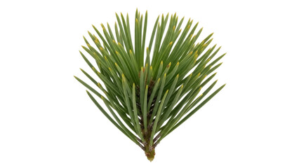 Isolated sprig of evergreen foliage for decoration of Christmas trees, New Year cards © Anneliese