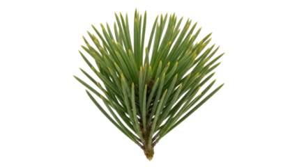 Isolated sprig of evergreen foliage for decoration of Christmas trees, New Year cards