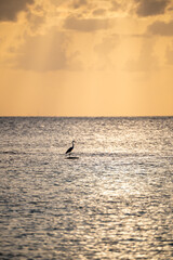 Eastern reef egret on a tropical beach in the Maldives, captured in its natural coastal habitat during sunset