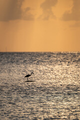 Eastern reef egret on a tropical beach in the Maldives, captured in its natural coastal habitat, in the ocean. 