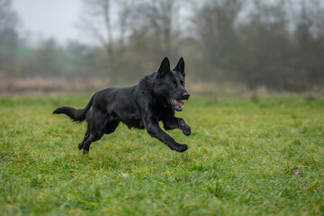 The dog in the picture is probably a black German Shepherd or Dutch Shepherd.