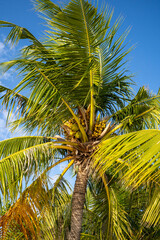 Coconut Palm Tree on a Tropical Beach