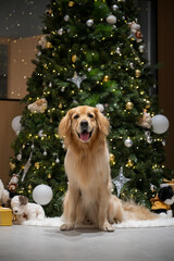 The golden retriever sits in front of the Christmas tree.