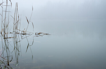 Trzciny we mgle © Piotr