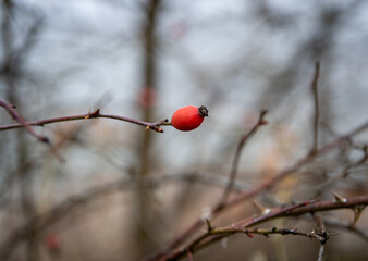 Owoc dzikiej róży © Piotr