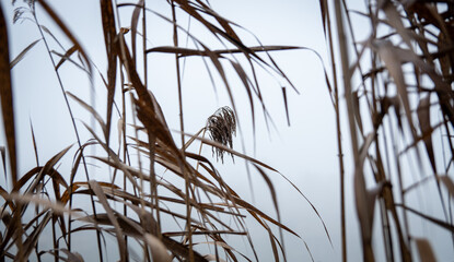 Trzciny we mgle © Piotr