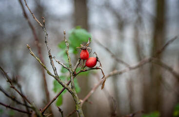 Owoce dzikiej róży © Piotr