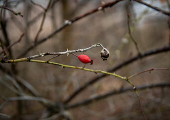 Owoce dzikiej róży © Piotr