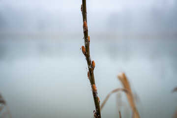 Gałęzie na tle jeziora we mgle © Piotr