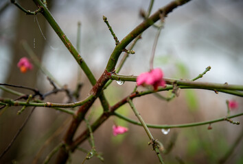 Kropla wody na gałęzi i kwiatki © Piotr