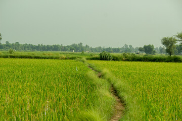 Narrow Pathway Through Lush Green Crop Fields Showing Peaceful Rural Countryside Landscape