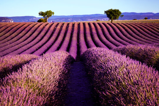 Rows of Lavender ready to harvest, Plateau D'Valensole, France