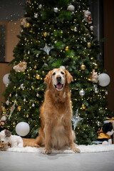 The golden retriever sits in front of the Christmas tree.