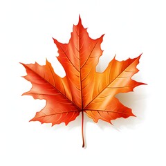 Obraz premium Detailed illustration of a vibrant red maple leaf on white background