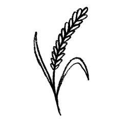 Fototapeta premium Hand drawn cereal wheat oat rye barley rice ears spikelet clipart Organic wheat bread agriculture farming harvest healthy food Single element for print packaging label design decor