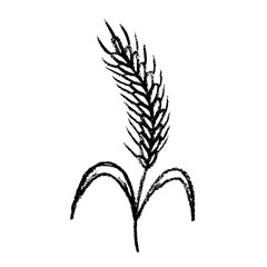 Hand drawn cereal wheat oat rye barley rice ears spikelet clipart Organic wheat bread agriculture farming harvest healthy food Single element for print packaging label design decor