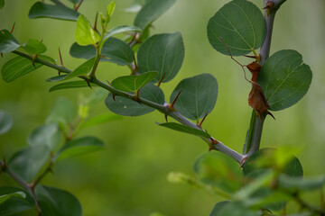 Fresh Green Leaves Growing on a Natural Branch with Soft Light in a Calm Outdoor Environment