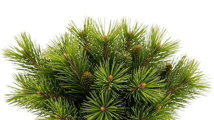 Close up of green pine needles and small cones pine tree