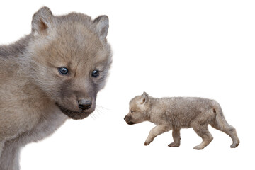 two gray little wolf cub isolated on white background