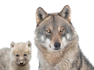 Portrait of a wolf cub and mother wolf isolated on white background