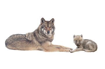 she-wolf and little wolf isolated on white background