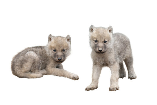 two little wolf cub isolated on white background