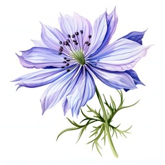 Obraz premium Elegant nigella flower with translucent petals in watercolor style