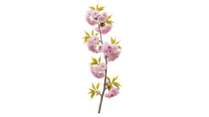 Isolated flowering plum branch with delicate pink blossoms, leaves, stem, spring bloom