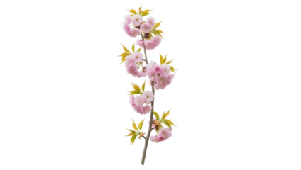 Isolated flowering plum branch with delicate pink blossoms, leaves, stem, spring bloom