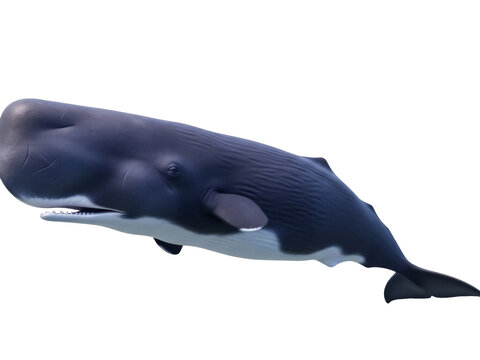 Isolated Sperm Whale Swimming, Marine Mammal, Aquatic Creature, Underwater Life, Wildlife