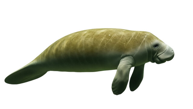Isolated Manatee on a Seamless Backdrop Aquatic Mammal Underwater Sea Cow Floating