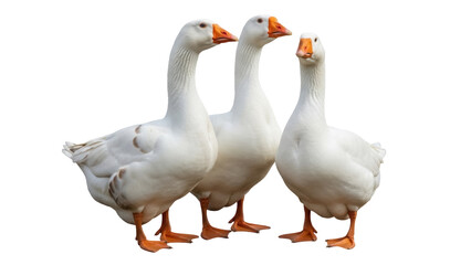 Isolated trio of white geese are standing together, portrait of three geese birds