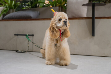 Adorable Cocker Spaniel, Indoor Photography