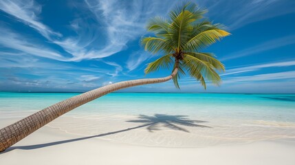 Sunny tropical beach with palm tree and clear shallow water