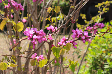 Flowers and plants bring beauty, color, and calm to any space. Symbolizing life and growth, they inspire creativity and reflect the changing seasons in nature and cities.