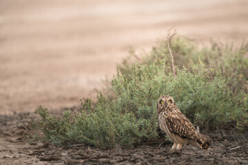 Short-eared owl | Asio flammeus | Little run of kutch | Habitat shot | Rare Owl
