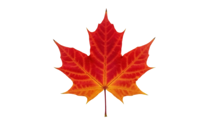 Isolated Red Maple Leaf, Natural Autumn Foliage, Canadian Symbol, Fall Leaves, Flora