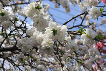 Obraz premium Beautiful peach blossoms blooming under a clear spring sky are the perfect visual for a seasonal floral theme.