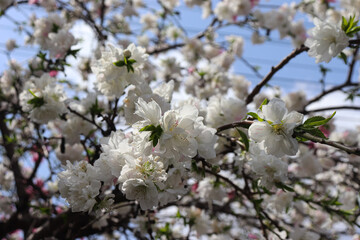Beautiful peach blossoms blooming under a clear spring sky are the perfect visual for a seasonal floral theme.