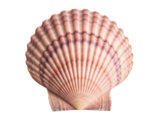 Isolated Pink Scallop Shell Has Ribs and Purple Bands for Summer Crafts or Decorations