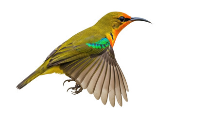 Isolated Yellow-eared Spiderhunter with wings spread, a bird flying against a light backdrop