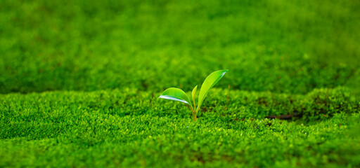 The concept of sustainable development and investment growth, linked to Earth Day and ecosystems, signifies a new beginning and a path to success.