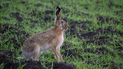 A hare sits in a field in spring.