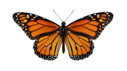 Isolated Monarch Butterfly facing camera with wings open orange black beautiful isolated