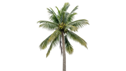 Obraz premium Isolated Coconut Palm Tree with Green Coconuts against Clear Sky, Tropical Island Vibe