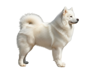 Isolated Samoyed dog with fluffy white fur, a charming canine companion with a gentle demeanor